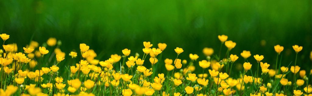 Spring-Blog-ALternate-Banner-1024x315