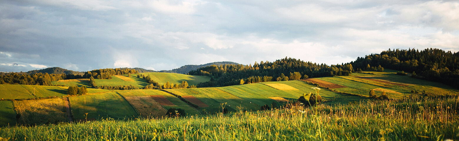 May Fields